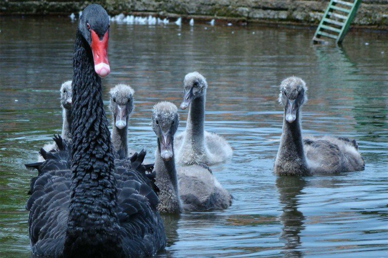 Encanto Das Aves Indaial Sc