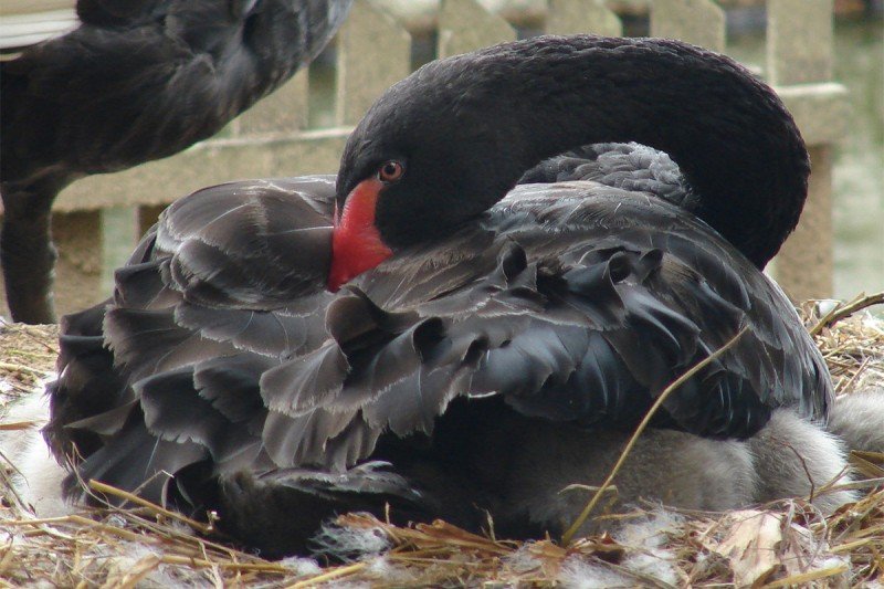 Encanto Das Aves Indaial Sc