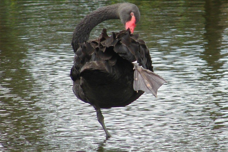 Encanto Das Aves Indaial Sc