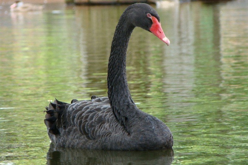 Encanto Das Aves Indaial Sc